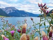Floral splendour at Lake Reschen