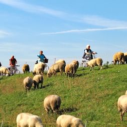 Cyclists passing a flock of sheep near Hamburg