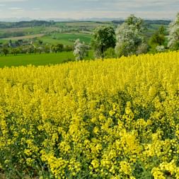 Rapeseed field