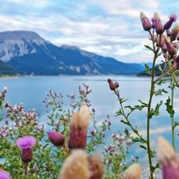 Floral splendour at Lake Reschen