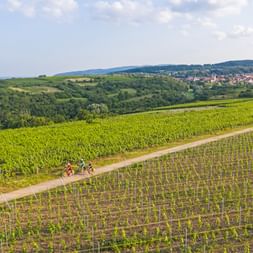 weiter Blick über Weinreben
