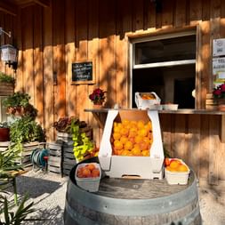 Wachau apricots