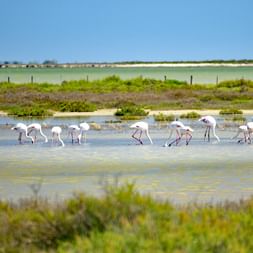 Flamingos