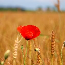 Mohnblume an einem Weizenfeld