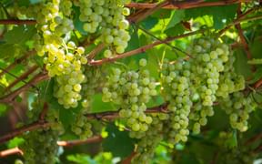 Riesling Weintrauben