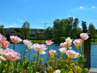 Bodensee
