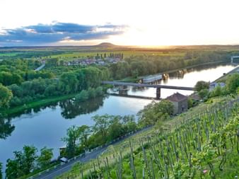 Weinberge entlang der Elbe