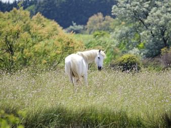 Pferd in einer Blumenwiese