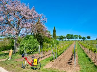 Eurobike bike in the Palatinate vineyards