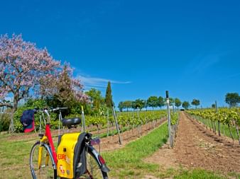 Eurobike Fahrrad in den Weinbergen