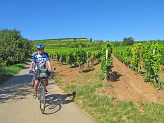 Radler in den Weinbergen in der Pfalz