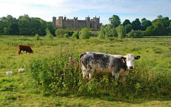 Cows in front of the castle Framlingham