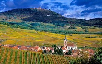 Blick auf das zwischen vielen bunten Weinreben gelegene Hohkönigsburg im Herbst