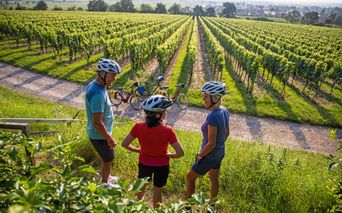 Rast mit Blick auf wunderschöne Weinreben