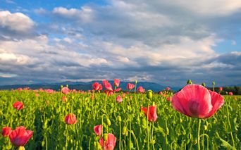 Poppy meadow