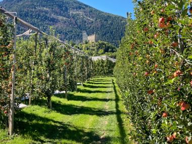 Apple orchard with a view of Naturno Castle Apple orchard with a view of Naturno Castle
