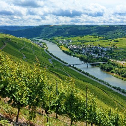 Blick über Weinberge auf die Mosel