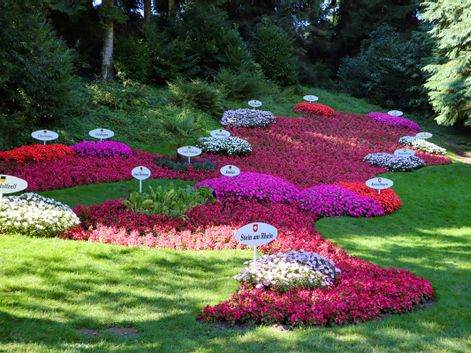 Flowers on the island of Mainau