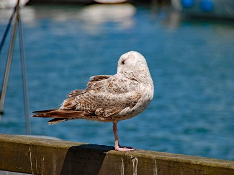 Gull at the Baltic Sea