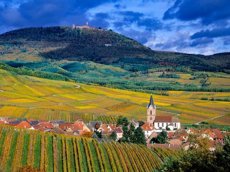 Blick auf das zwischen vielen bunten Weinreben gelegene Hohkönigsburg im Herbst