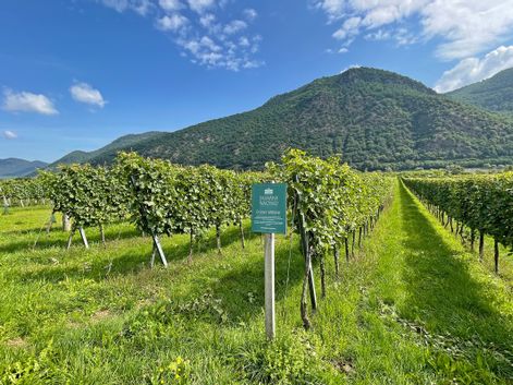 Grapevine in Melk
