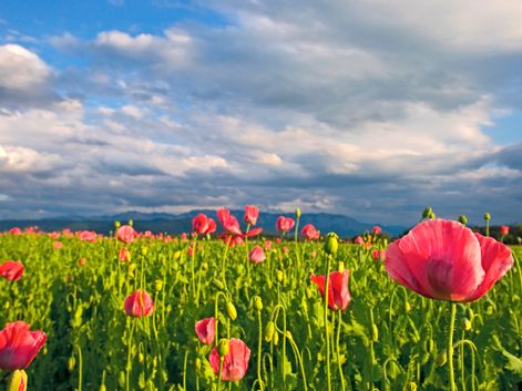 Poppy meadow